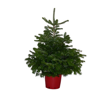 perspiciatis unde omnis