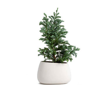 Ferry Morse Large Vegetable Garden Set